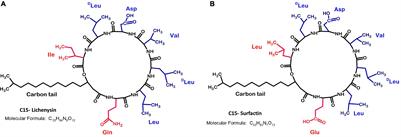 Lichenysin Production by Bacillus licheniformis Food Isolates and Toxicity to Human Cells